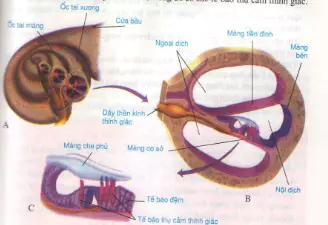 Cấu tạo của ốc tai