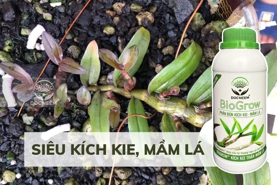 Bổ sung dinh dưỡng toàn diện khi ươm kie lan với BioGrow