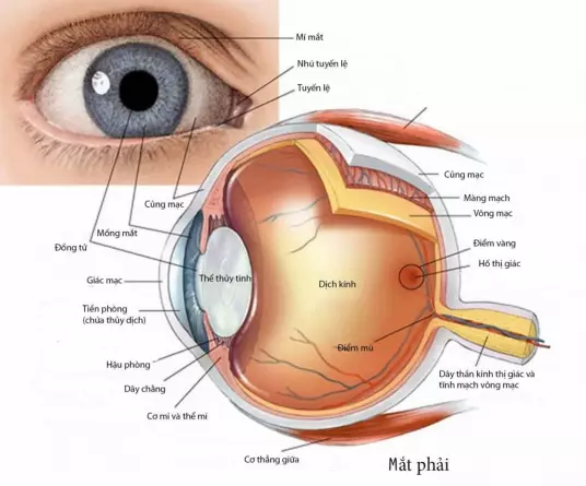 Mống mắt và đồng tử là hai bộ phận cùng kiểm soát lượng ánh sáng đi vào mắt