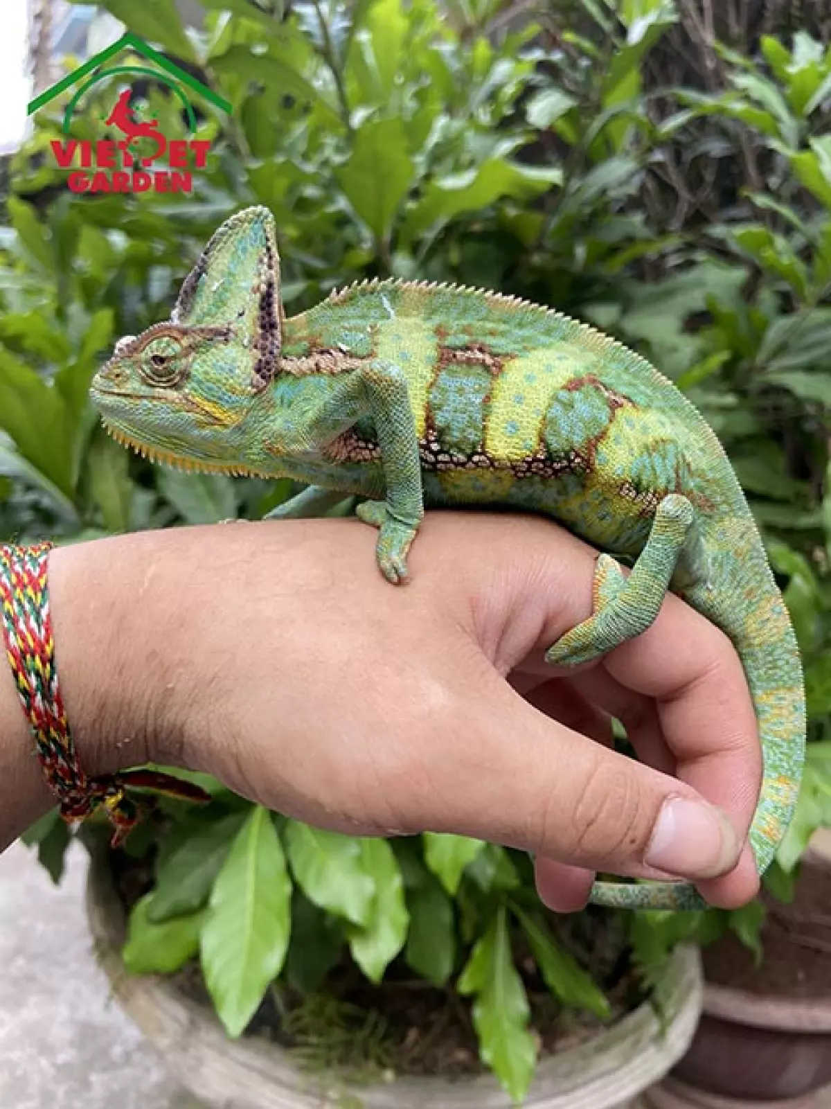 Tắc Kè Hoa Veiled Chameleon