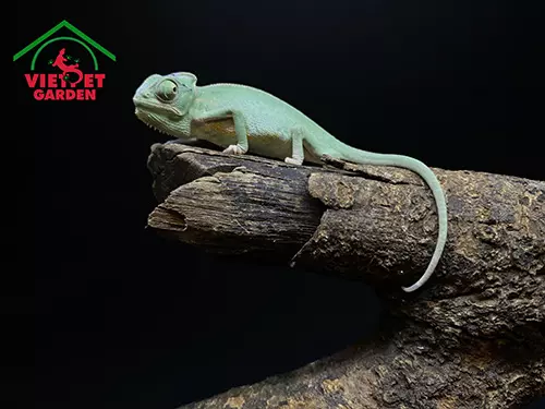 Tắc Kè Hoa Veiled Chameleon