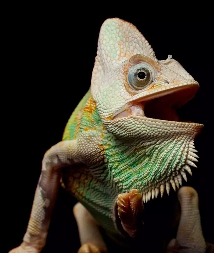 Tắc Kè Hoa Veiled Chameleon