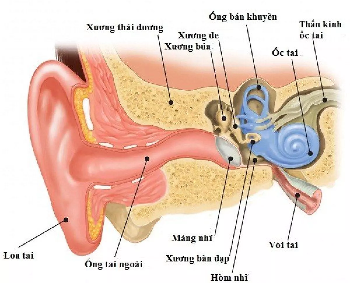 Cấu tạo của tai