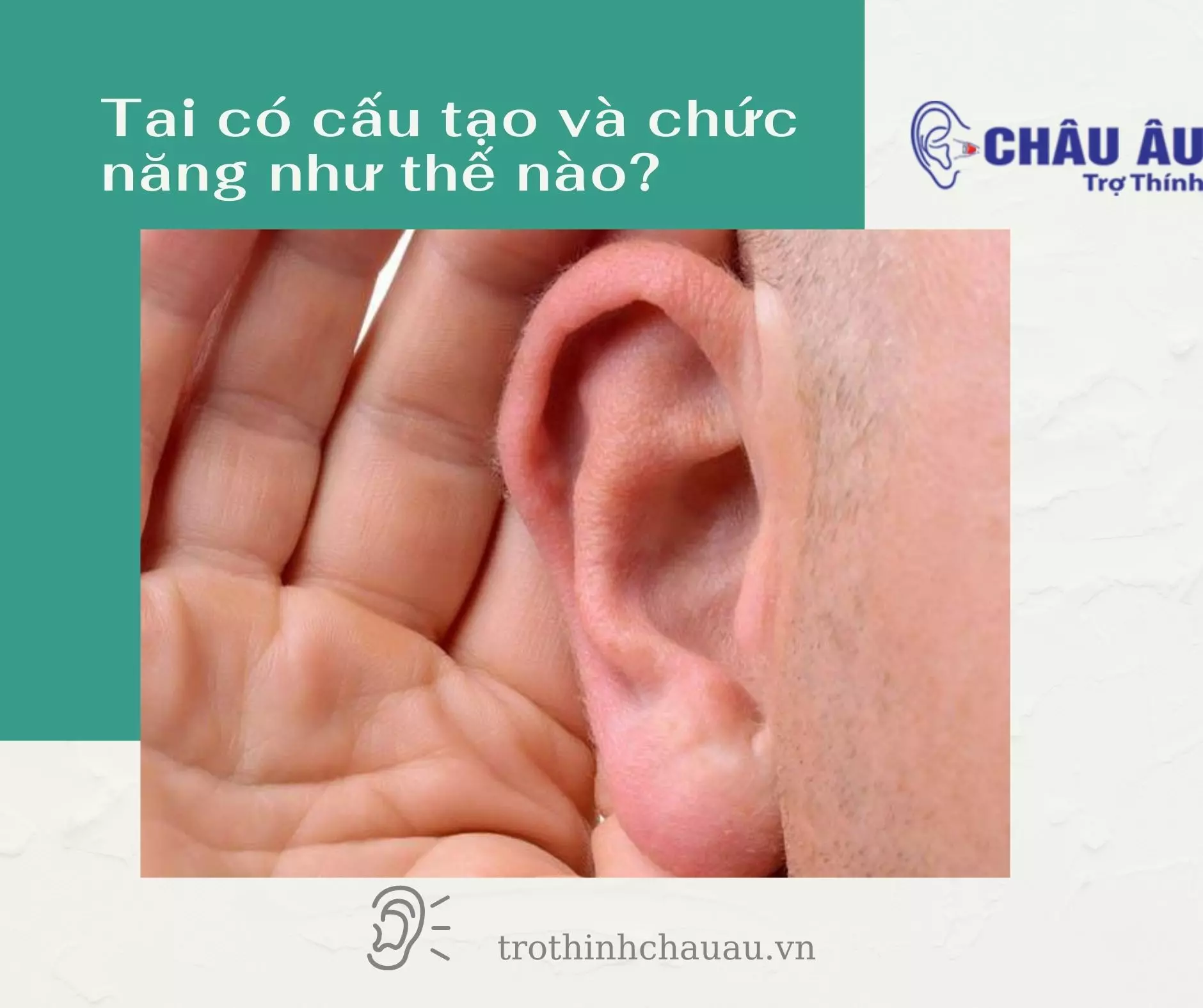 Tai có cấu tạo và chức năng như thế nào?