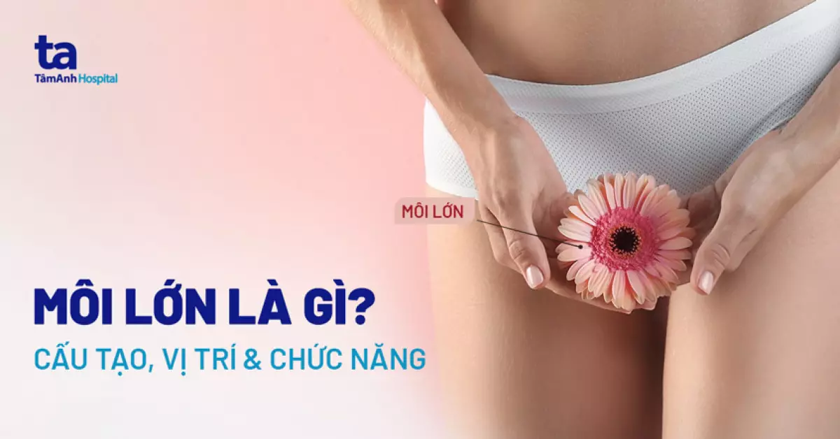 môi lớn là gì