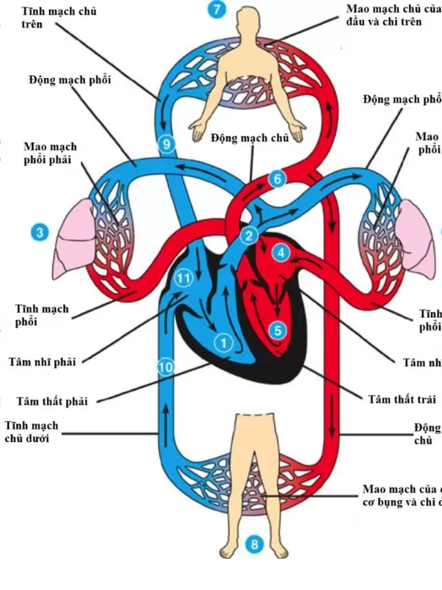   Hệ tuần hoàn trong cơ thể con người: Cấu tạo và chức năng