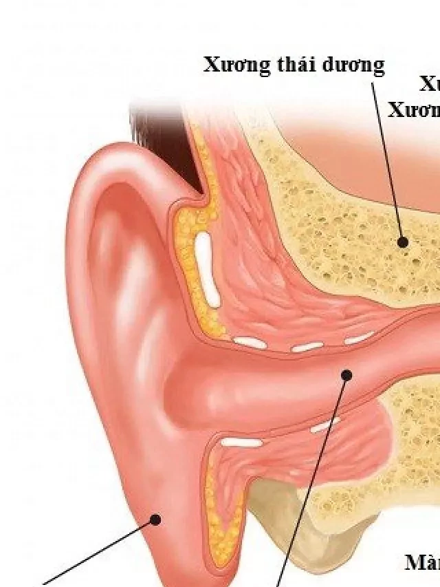   Cấu tạo và chức năng tai - Bí mật cuộc sống của chúng ta